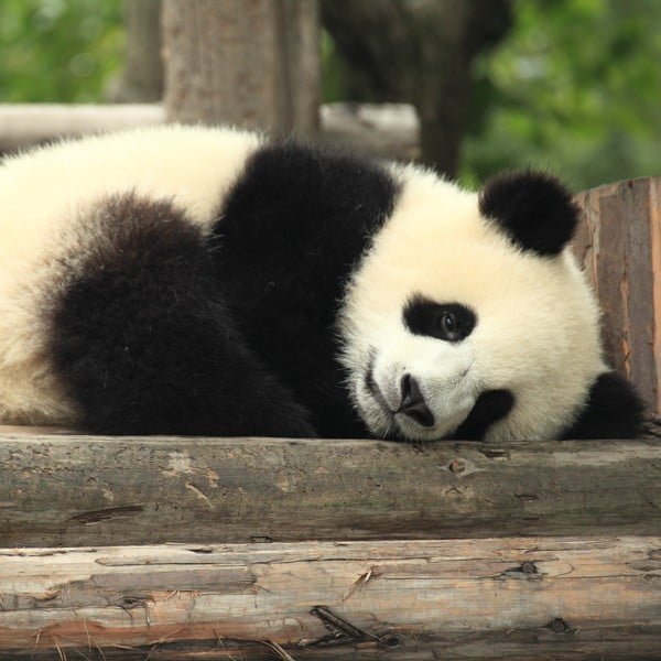 Roztomilá panda + celoroční zásoba eukalyptových listů