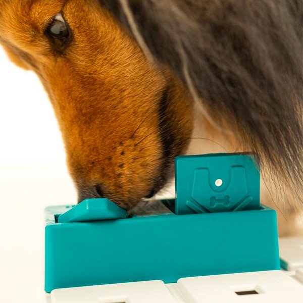 Koerte mõistatus Nai – Pawzler-image-2