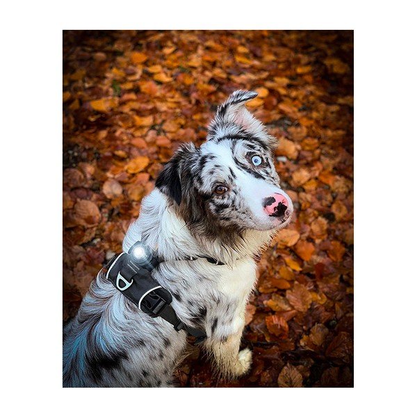 LED-kaelarihm Dark – Orbiloc-image-3