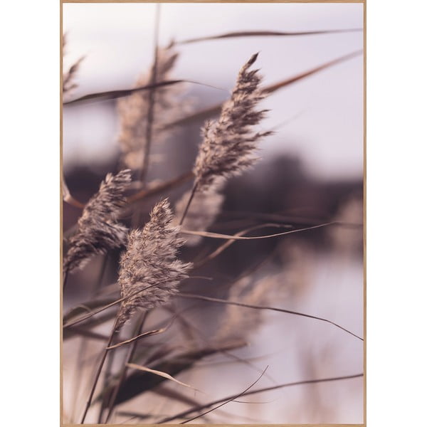 Plakat raamis 50x70 cm Mellow Grasses 3 - Malerifabrikken