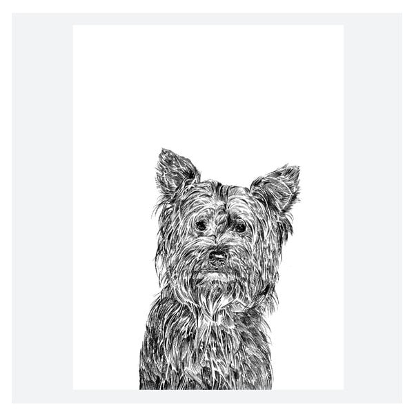Plakát Freddie the Yorkshire Terrier, 30x40 cm