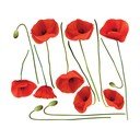Vermeil Poppies seinakleebiste komplekt, 60 x 70 cm - Ambiance