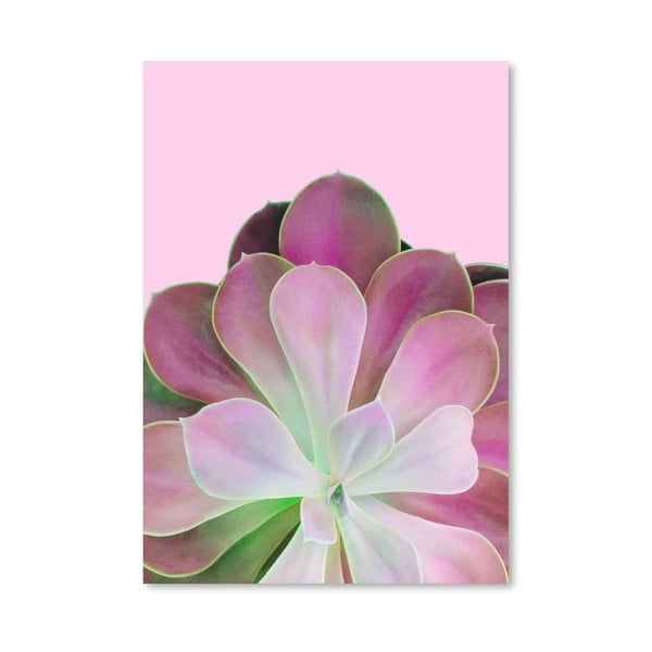 Plakát Americanflat Pink Succulent, 30 x 42 cm