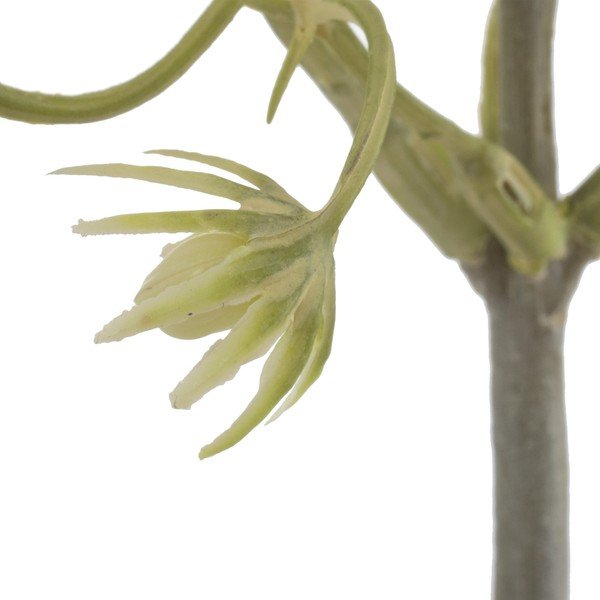 Kunstlik taim (kõrgus 55 cm) - Ixia-image-2