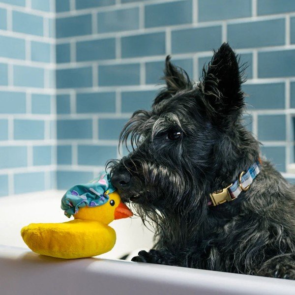 Mänguasi koerale Duck - P.L.A.Y.-image-1