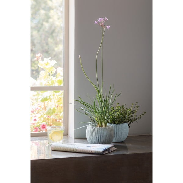 Plastikust potid 3 tk komplektis ø 15 cm Cozy - Keter-image-3