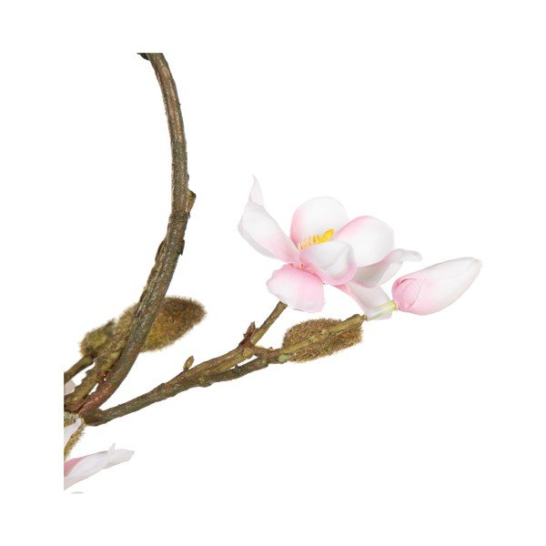 Pärg Magnolia - Ixia-image-3