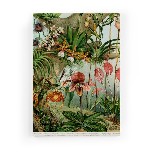 Maal lõuendil, 40 x 60 cm Jungle Flowers - Surdic