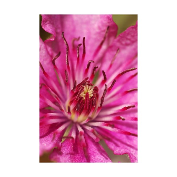 Fotoobraz Fialovorůžový květ, 40x60 cm, exkluzivní edice