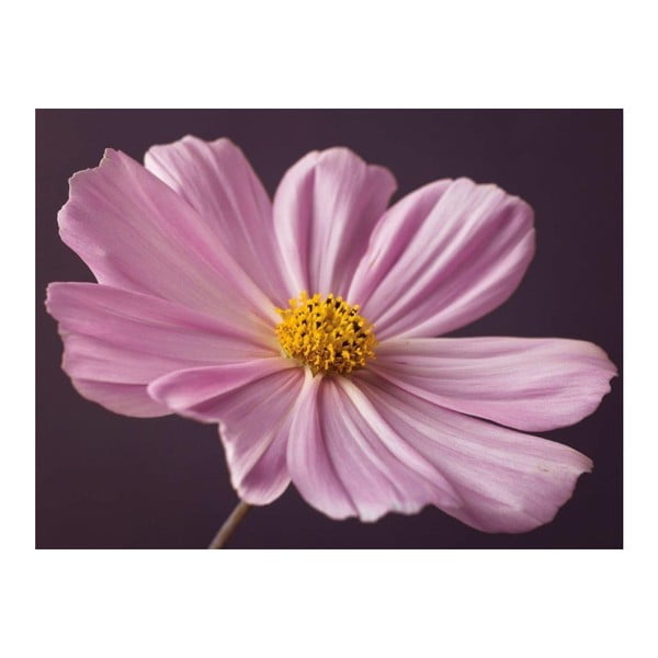 Obraz DecoMalta Light Pink, 65 x 50 cm