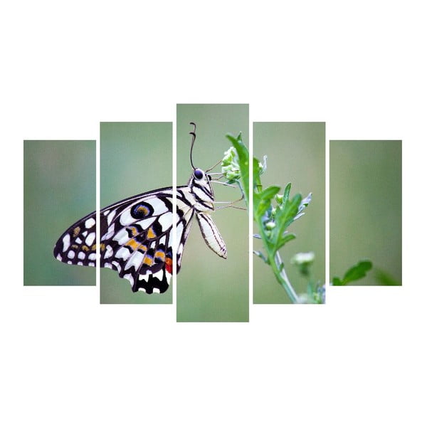Vícedílný obraz na plátně Animal Butterfly