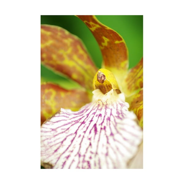 Fotoobraz Žlutý květ, 40x60 cm, exkluzivní edice