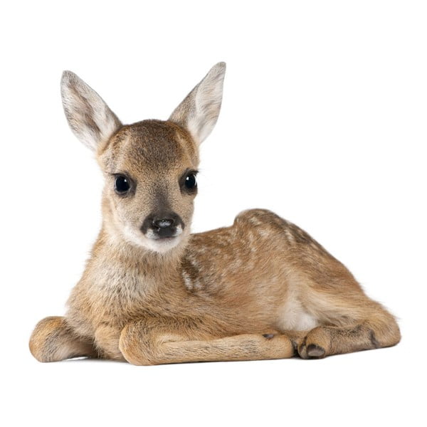 Nástěnná samolepka Dekornik Deer Lucy, 115 x 94 cm