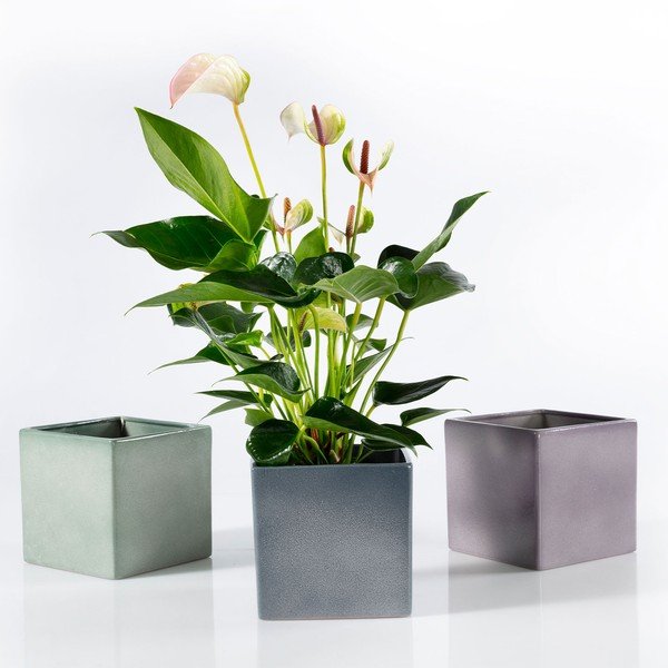 Keraamika lillepoti kate Latina – Big pots-image-2