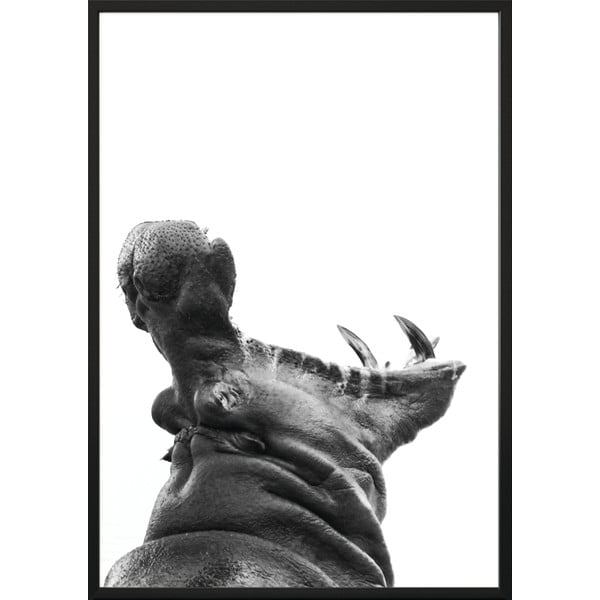 Plakat , 100 x 70 cm Hippopotamus - DecoKing