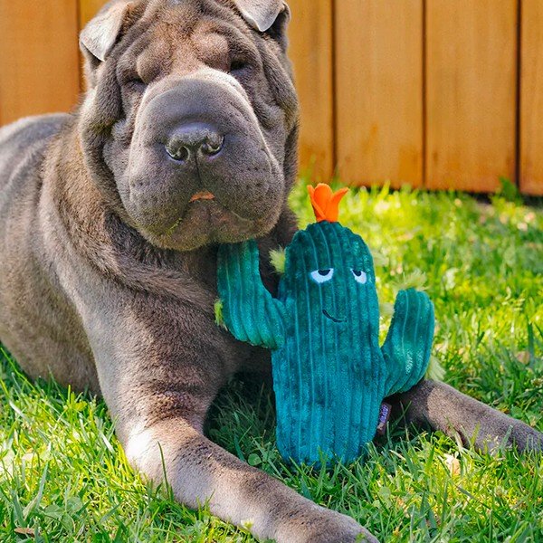 Mänguasi koerale Cactus - P.L.A.Y.-image-1