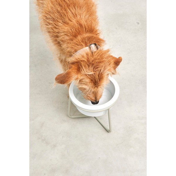 Portselanist koera kauss koos alusega ø 20 cm Pranzo Greige M - MiaCara-image-3