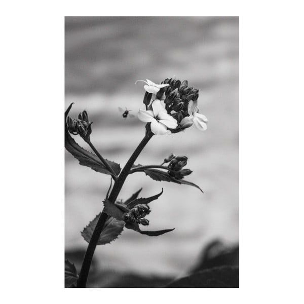Obraz Black&White Flower, 45 x 70 cm