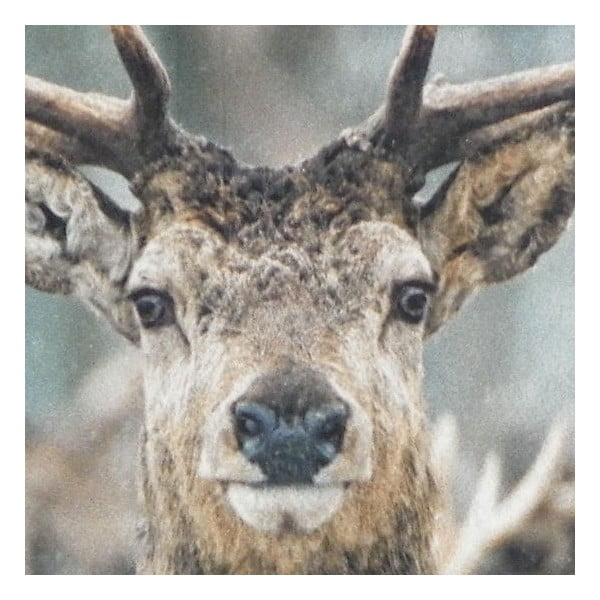 Předložka Winter Deer 75x50 cm-image-1
