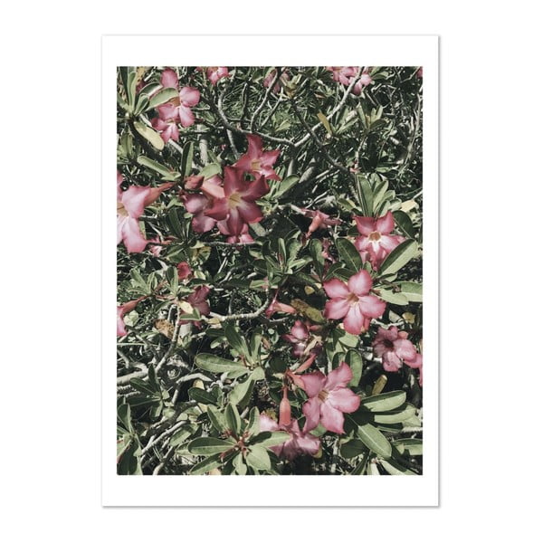 Plakát HF Living Botanic Aphrodite, 50 x 70 cm
