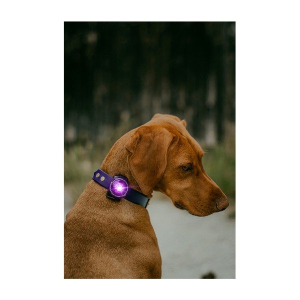 LED-kaelarihm Purple – Orbiloc-image-4