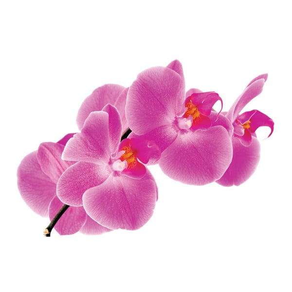 Fotoobraz Orchidea, 90x60 cm