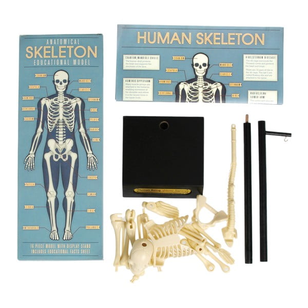 Anatoomilise skeleti mudel Anatomical Skeleton - Rex London-image-4
