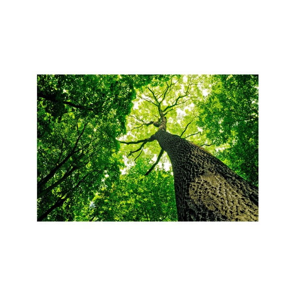 Obraz V zeleni, 45x70 cm