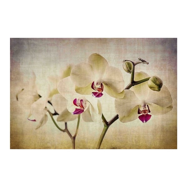 Obraz Marmont Hill Pale Orchids, 45 x 30 cm