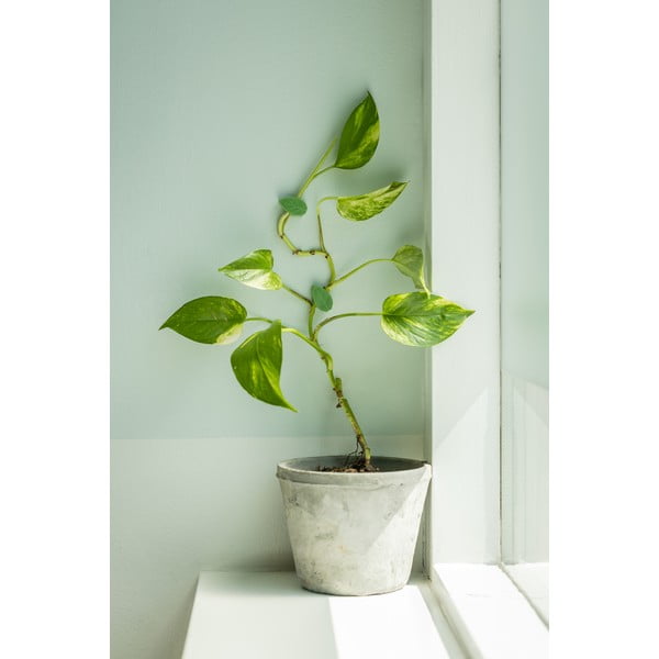 Taimetugi 10 tk taaskasutatud plastik (kõrgus 3 cm) – Esschert Design-image-1