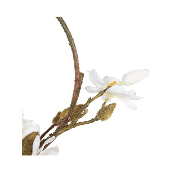Pärg Magnolia - Ixia-image-1