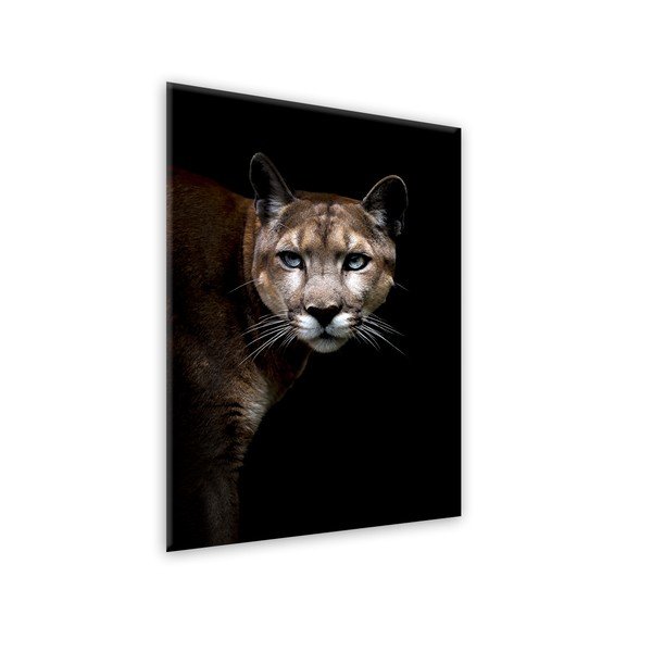 Obraz Styler Glas Animals Cougar, 70 x 100 cm-image-1