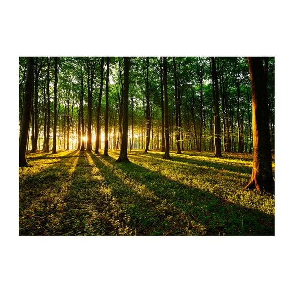 Suureformaadiline tapeet Bimago Morning, 350 x 245 cm Spring: Morning in the Forest - Artgeist