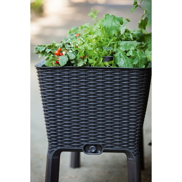 Taimekast Easy Grow - Keter-image-2