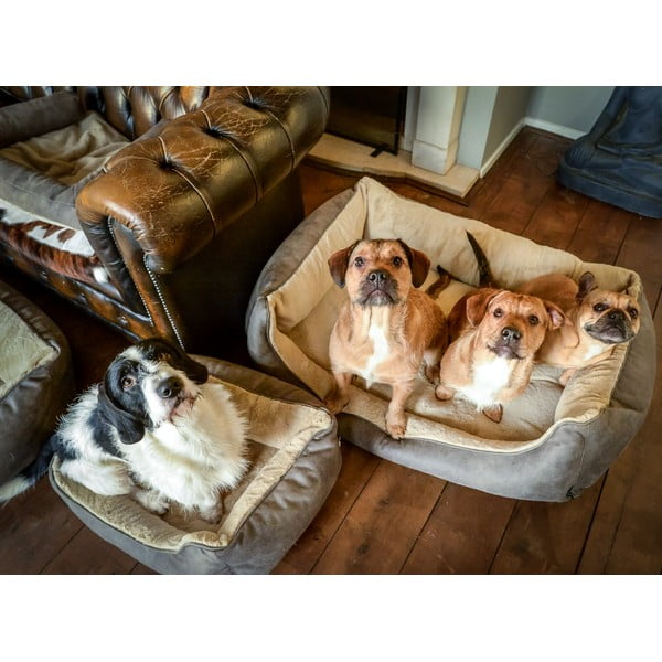 Pruun koeravoodi 65x50 cm - Madison-image-1