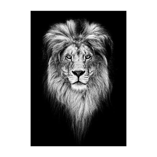 Plakát Imagioo King Of Jungle, 40 x 30 cm