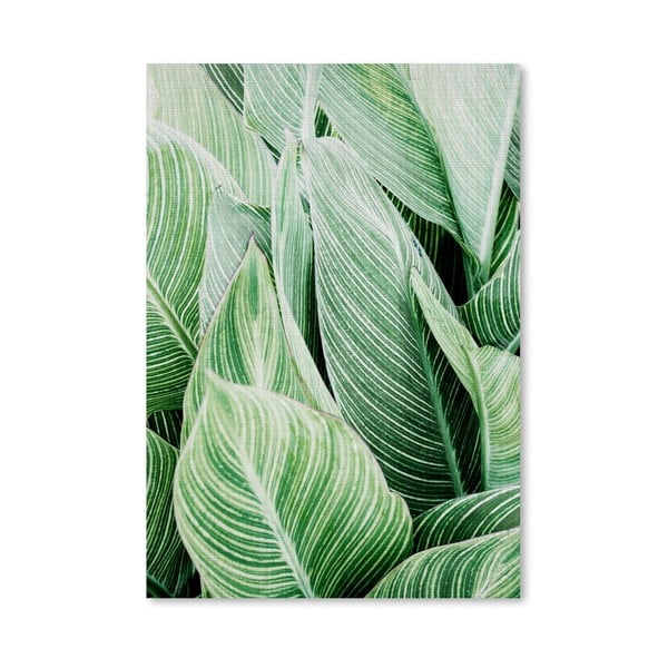 Plakát Tropical Leaves