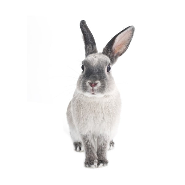 Seinakleebis , 50 x 103 cm Rabbit Harry - Dekornik