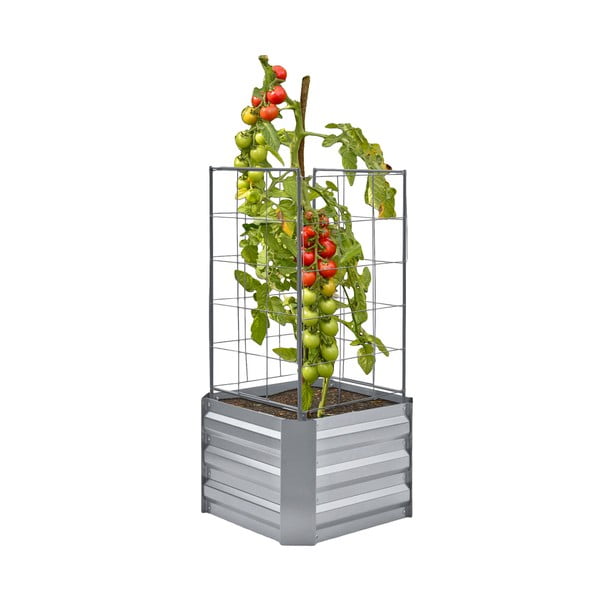 Taimekast Dahlia - Garden Pleasure-image-2