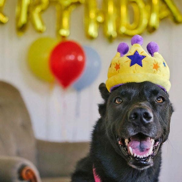 Mänguasi koerale Royal Crown - P.L.A.Y.-image-1