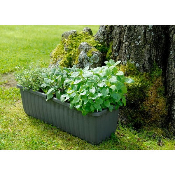 Antratsiithall isevoolav istutuspott, pikkus 80 cm Siesta - Plastia-image-1