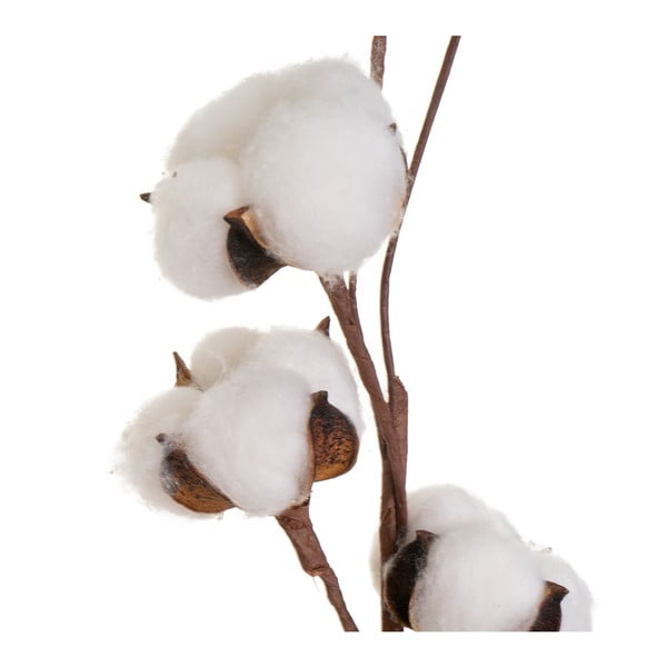 Kuivatatud taim (kõrgus 55 cm) Cotton - Casa Selección-image-1