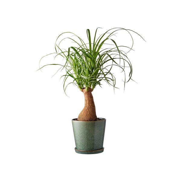 Kiviplaat lillepoti kate  ø 14 cm Green/Black – Bitz-image-1