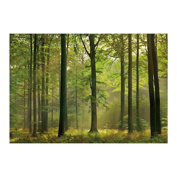 Velkoformátová tapeta Podzimní les, 366x254 cm