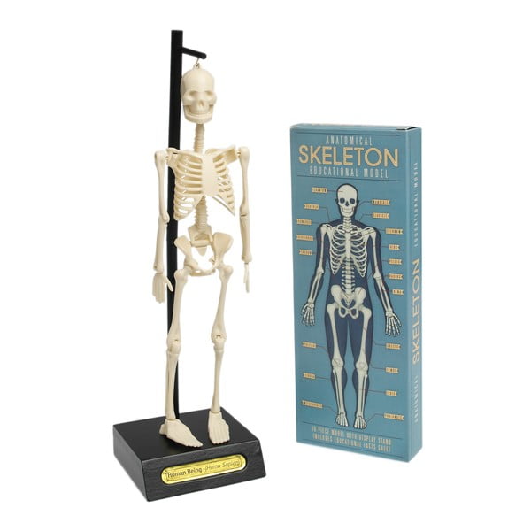 Anatoomilise skeleti mudel Anatomical Skeleton - Rex London-image-3