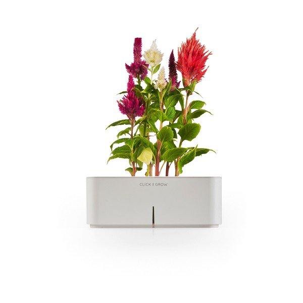 Startovací květináč Celosia + náhradní kazeta Netýkavka-image-1