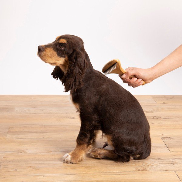 Lemmiklooma hari Bamboo – Love Story-image-1