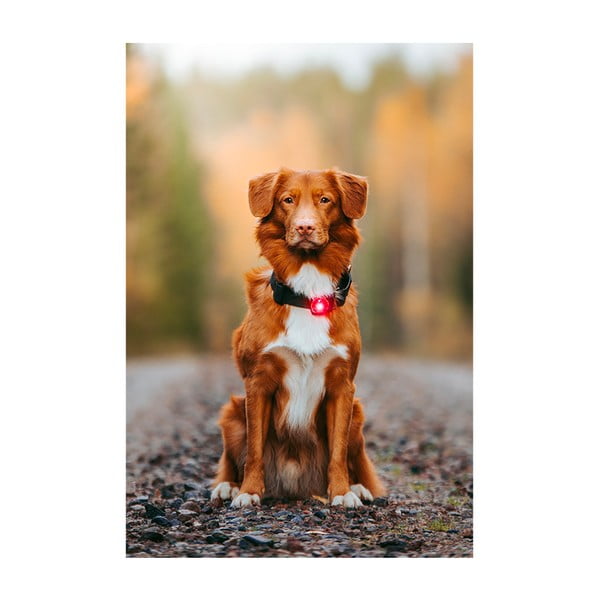 LED-kaelarihm Red – Orbiloc-image-3