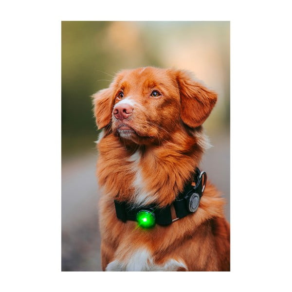 LED-kaelarihm Green – Orbiloc-image-4