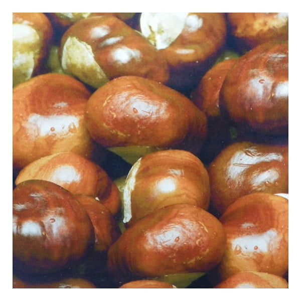 Polštář Wood Chesnuts 50x50 cm-image-1